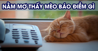Giải mã bí ẩn giấc mơ về mèo? Mơ thấy mèo đánh con gì?