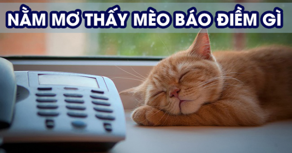 Giải mã bí ẩn giấc mơ về mèo? Mơ thấy mèo đánh con gì?